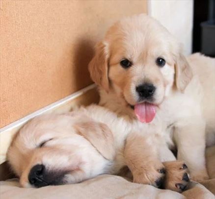 Zlatni retriver čistokrvna štenad