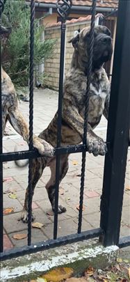 Kanarski pas, vrhunsko prvobirano muško štene