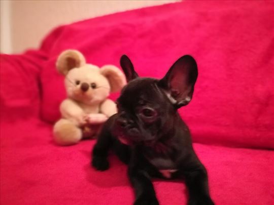 Francuski buldog, štene