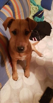 Štene mešanca traži topli dom