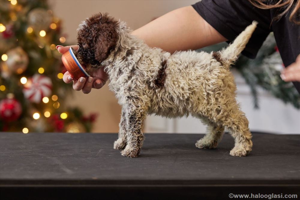 Vrhunsko Stence Lagotto Romagnolo Halo Oglasi