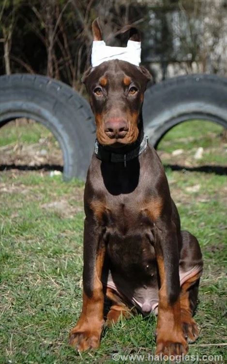 Doberman Tenci Halo Oglasi