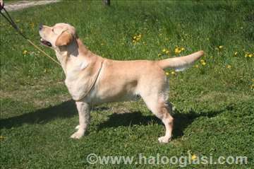 Labrador retriver, odrastao pas