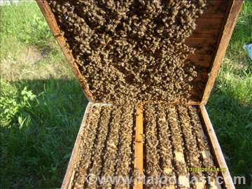 Mamac za hvatanje rojeva pčela