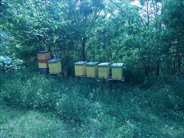 Kompletne košnice sa pčelama za početnike