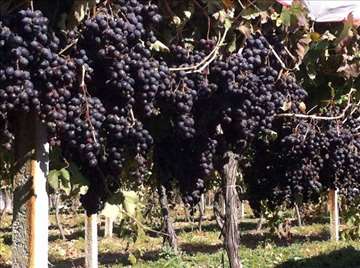 Sadnice vinove loze (sadnice grožđa)