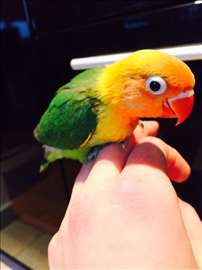 Fiser najlepši papagaj još jedan ostao 