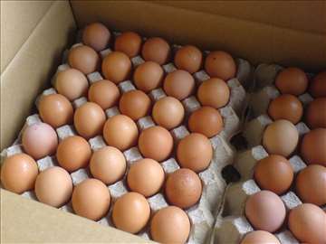 Prodaja i distribucija jaja, Beograd
