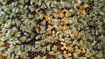 Kompletna pčelarska obuka