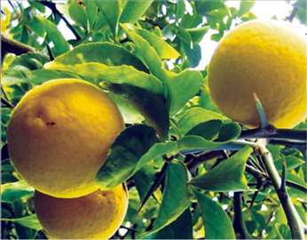 Dvogodisnje sadnice SIBIRSKOG divljeg limuna 