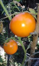 Seme paradajza