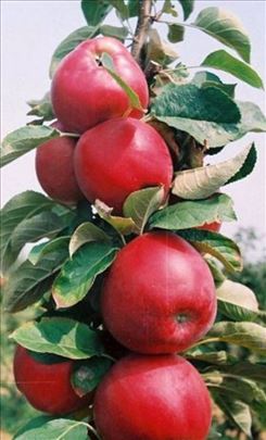 Sadnice stubastih jabuka