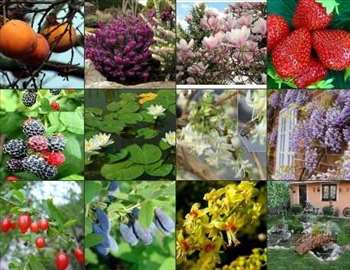 Rasadnik Radisavljević Knjaževac