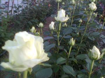 Sadnice ruža