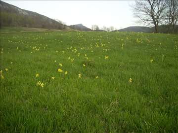 Jagorčevina sa Ozrena