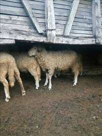 Ovce, dviska i ovnić na prodaju