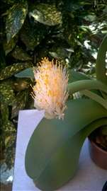 Haemanthus