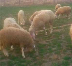 Bergamo ovce
