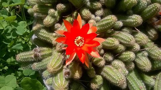 Patuljasti kaktus (Chamaecereus)