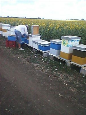 Prodajem 20 LR društava, košnica sa pčelama
