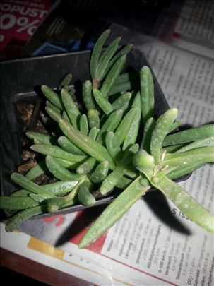 Delosperma