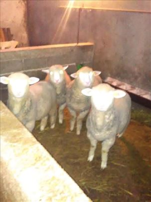 Prodajem umatičene ill de France ovce