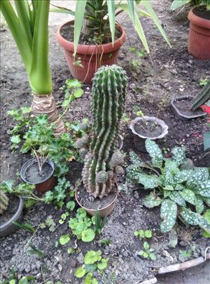 Kaktusi