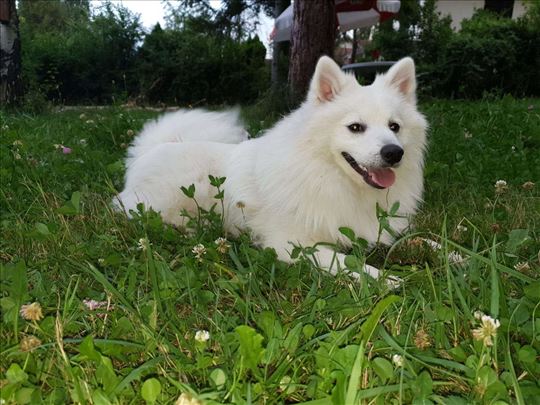 Nemački špic spreman za parenje