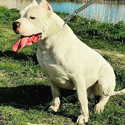 Dogo Argentino-Argentinski pas
