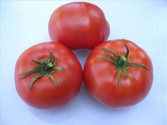Rasad paradajza "Dunavski rubin"