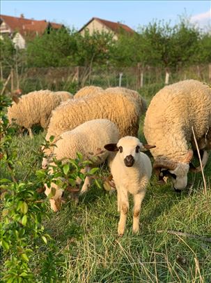 Umatičene sjeničke ovce