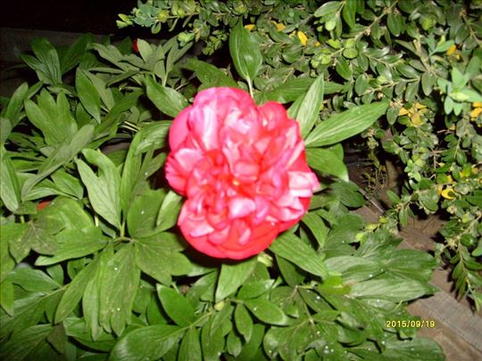 Lukovice cveca Božur u roze  boji 