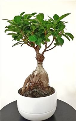 Bonsai drvo - Ficus Ginseng