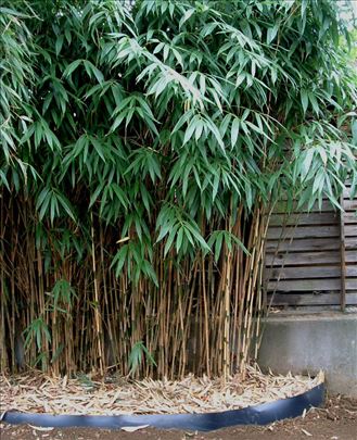 Bambus sirokolisni lat. Pseudosasa japonica 