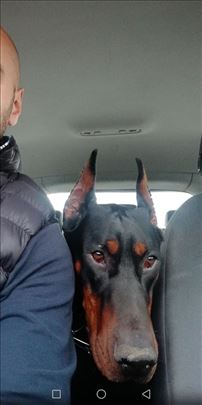 Doberman 