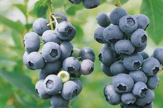 Borovnica sorte Duke, sveža, prodaja, najpovoljnij