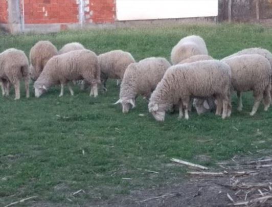 Prodajem stado ovaca izuzetnog kvaliteta