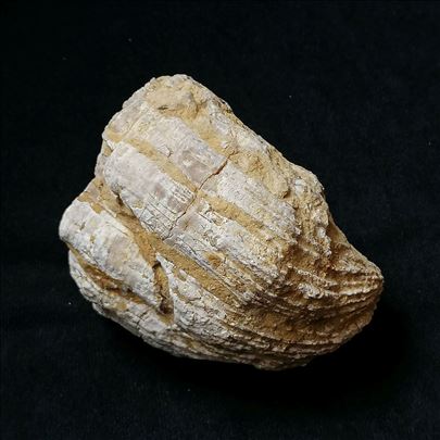 Rudist fosil, No 1 - 83x75x65 mm