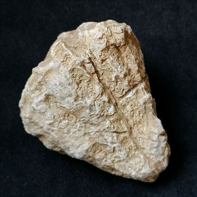 Rudist fosil, No 10 - 66x55x48 mm