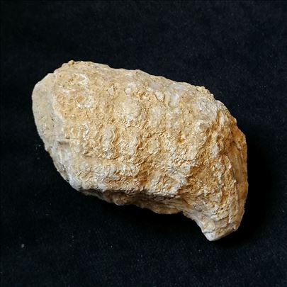 Rudist fosil, No 11 - 85x55x46 mm