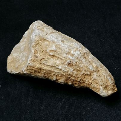 Rudist fosil, No 2 - 98x50x38 mm