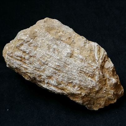 Rudist fosil, No 3 - 124x68x64 mm
