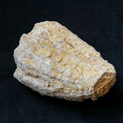 Rudist fosil, No 5 - 81x60x45 mm