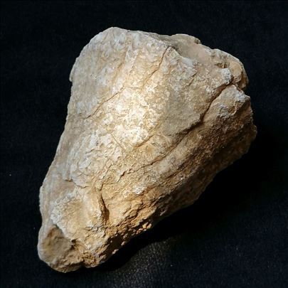 Rudist fosil, No 6 - 83x61x52 mm