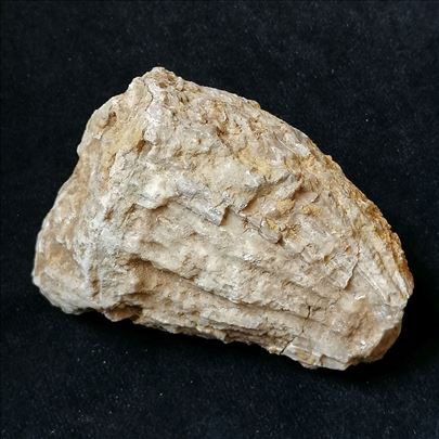 Rudist fosil, No 7 - 84x58x52 mm