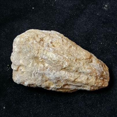 Rudist fosil, No 8 - 70x38x35 mm