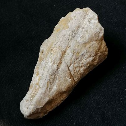 Rudist fosil, No 9 - 78x38x35 mm