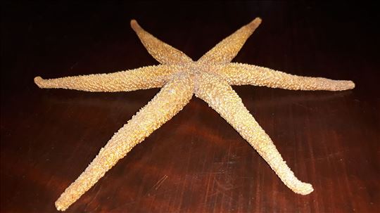 Morska Zvezda sa 6 kraka