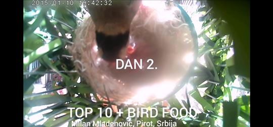 Top 10 plus bird food hrana za ptice 