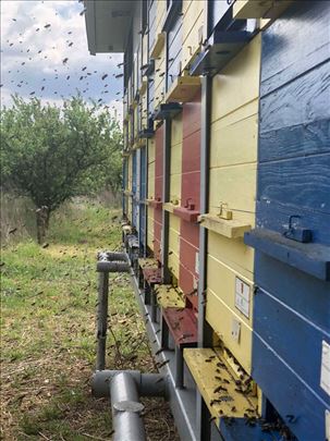 Pčelarski kontejner sa pčelama